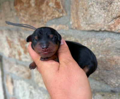 Les chiots de Pinscher nain