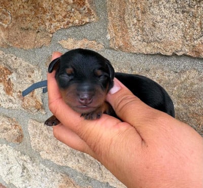 Les chiots de Pinscher nain