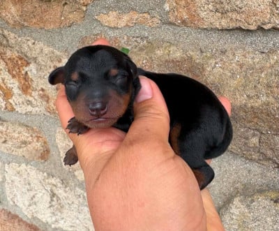 Les chiots de Pinscher nain