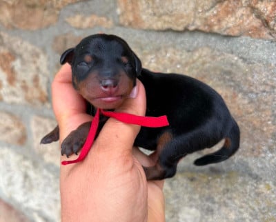 Les chiots de Pinscher nain