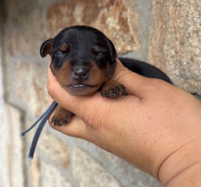 Les chiots de Pinscher nain
