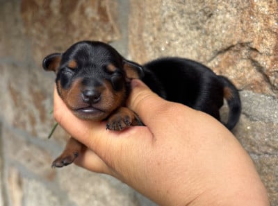 Les chiots de Pinscher nain