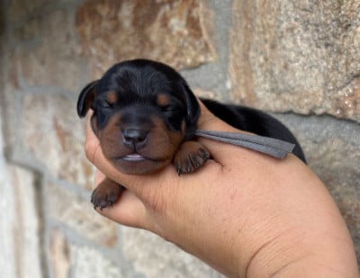 Les chiots de Pinscher nain