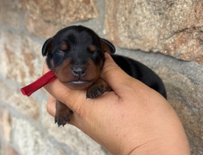 Les chiots de Pinscher nain