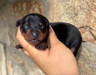 Les chiots de Pinscher nain