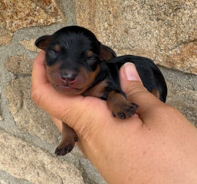 Les chiots de Pinscher nain
