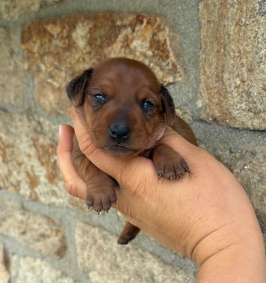 Les chiots de Pinscher nain