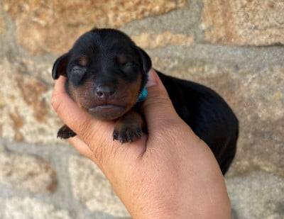 Les chiots de Pinscher nain