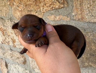 Les chiots de Pinscher nain