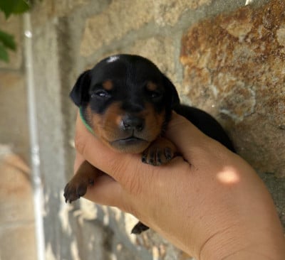 Les chiots de Pinscher nain