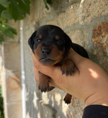 Les chiots de Pinscher nain