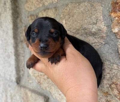 Les chiots de Pinscher nain