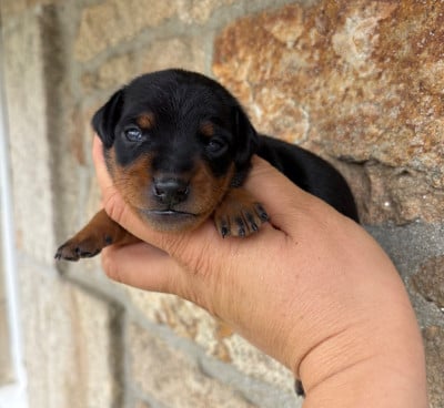 Les chiots de Pinscher nain