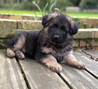 Les chiots de Berger Allemand Poil Long