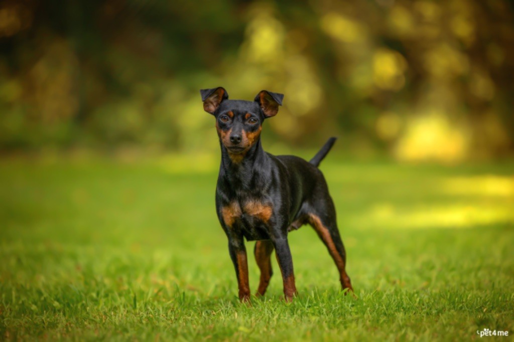 Replay De La Plaine Bretonne - Très bon