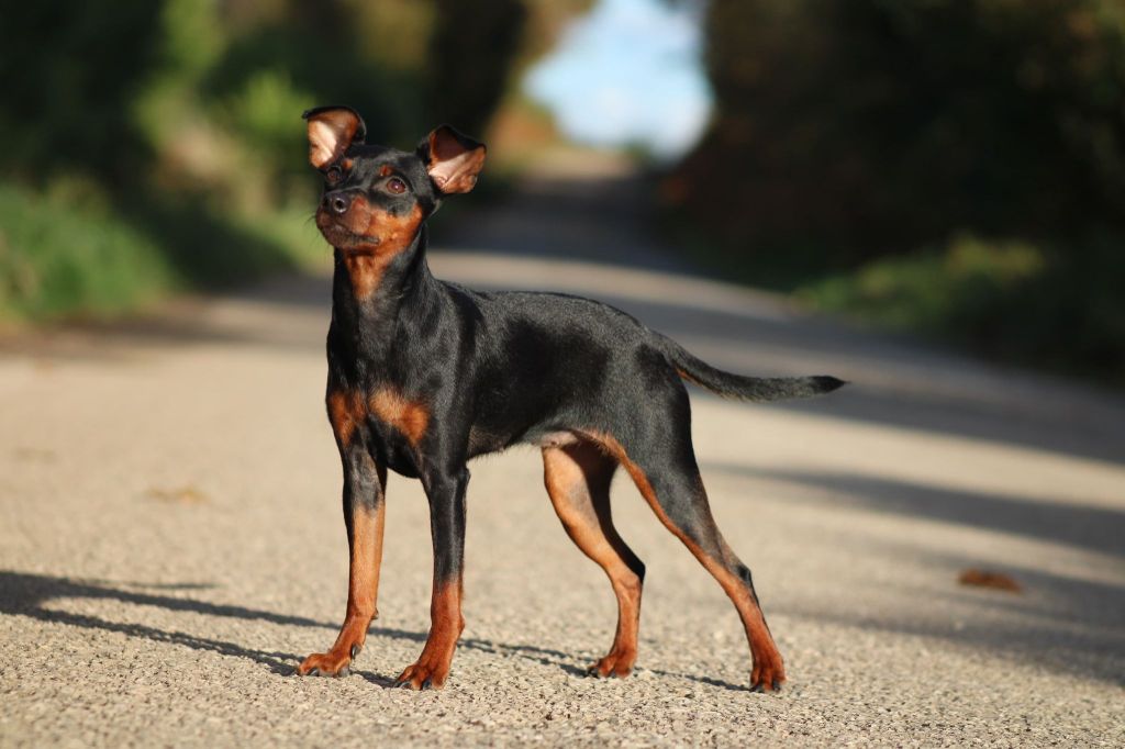 Replay De La Plaine Bretonne - TRÈS PROMETTEUR MEILLEUR PUPPY + ADN