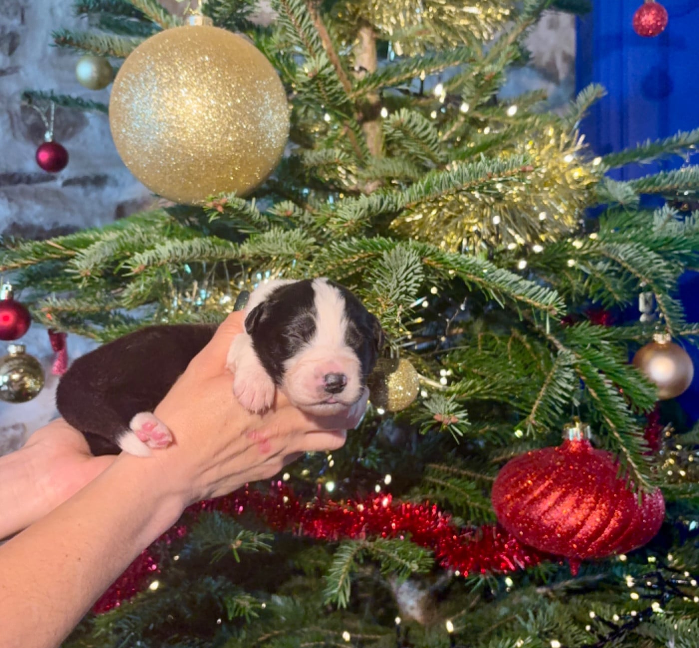 CHIOT 2 - Berger Australien