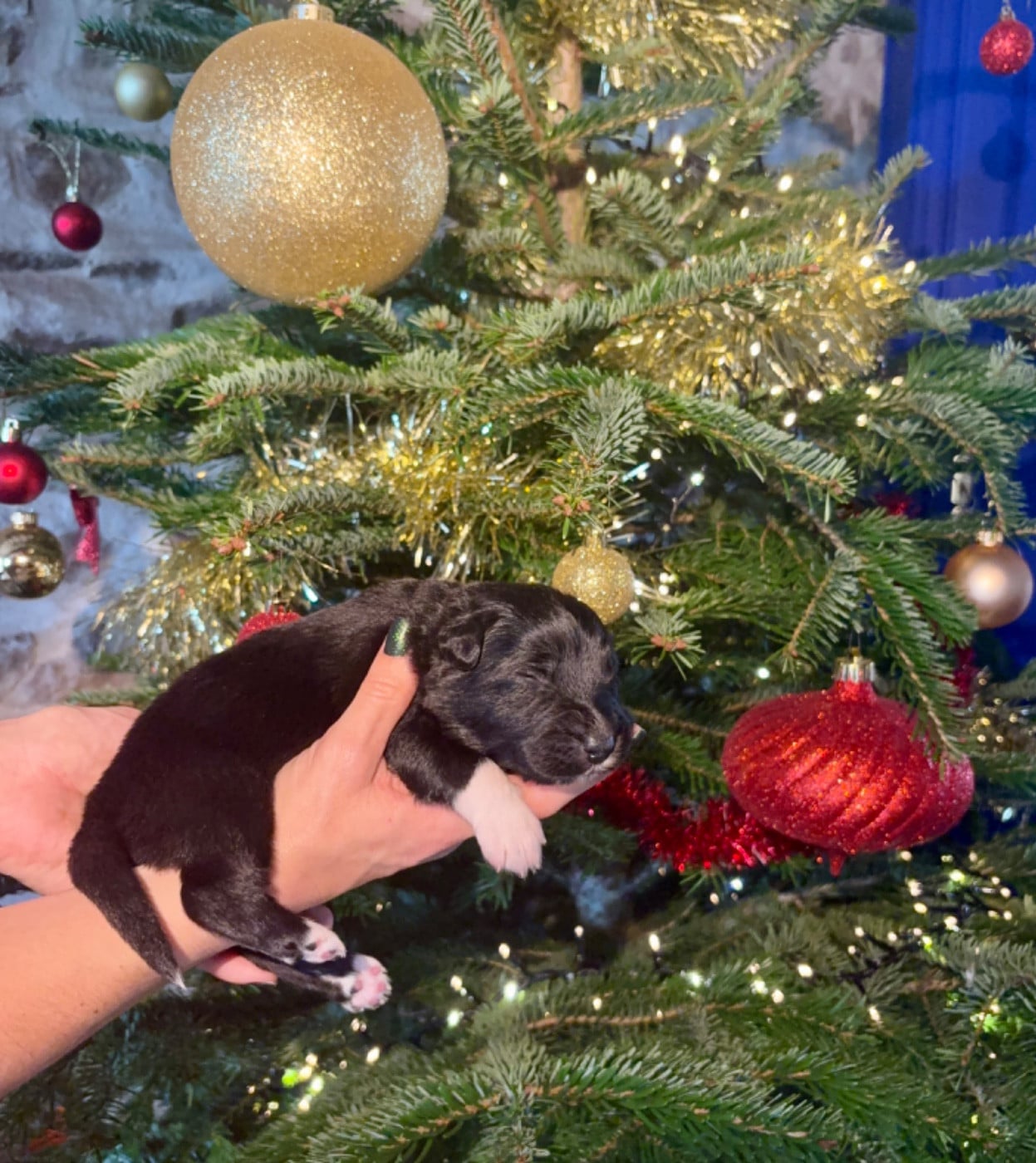 CHIOT 3 - Berger Australien