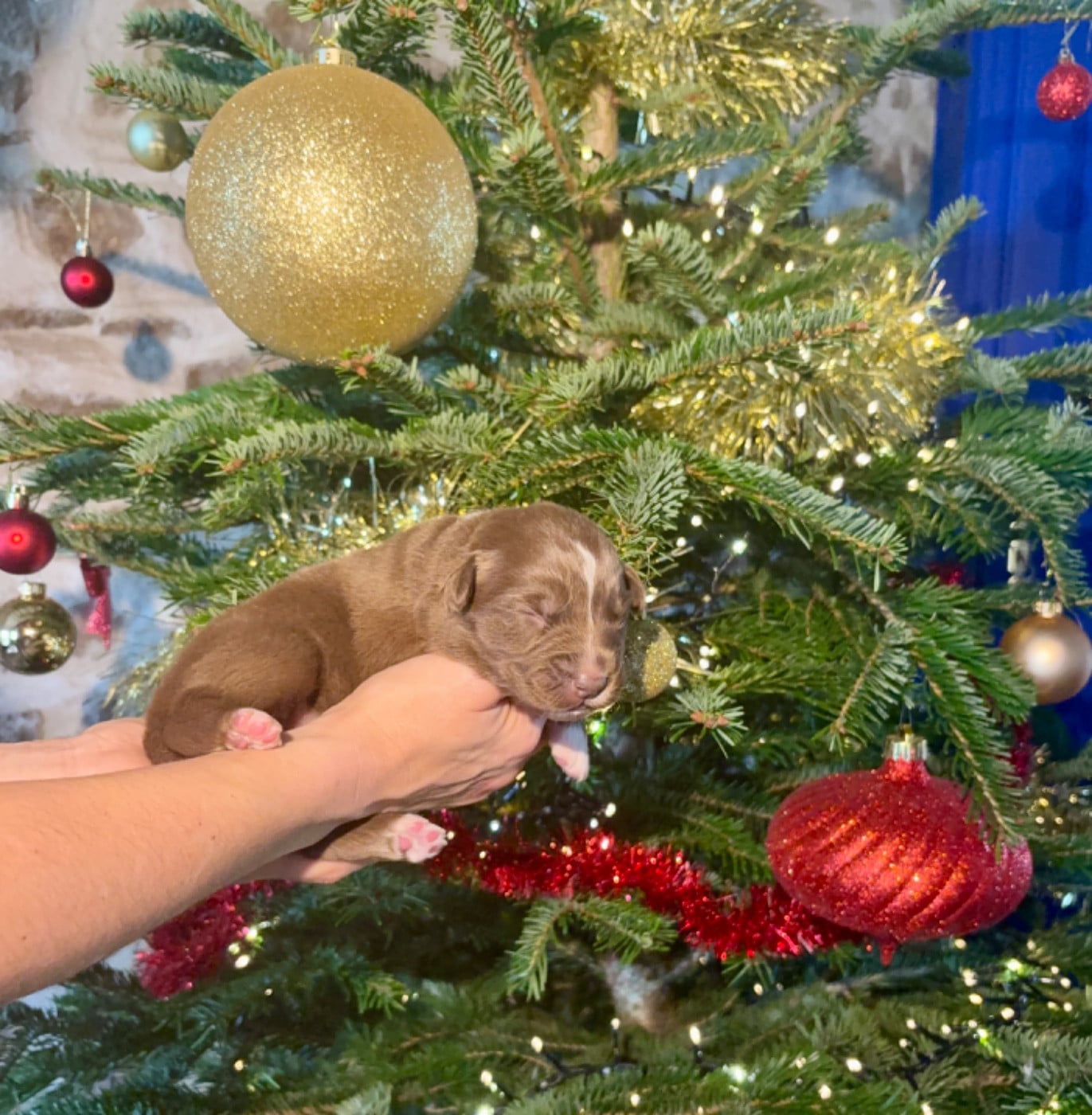 CHIOT 4 - Berger Australien