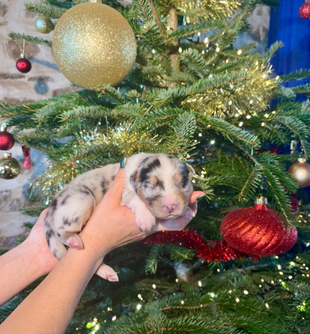 CHIOT 5 - Berger Australien