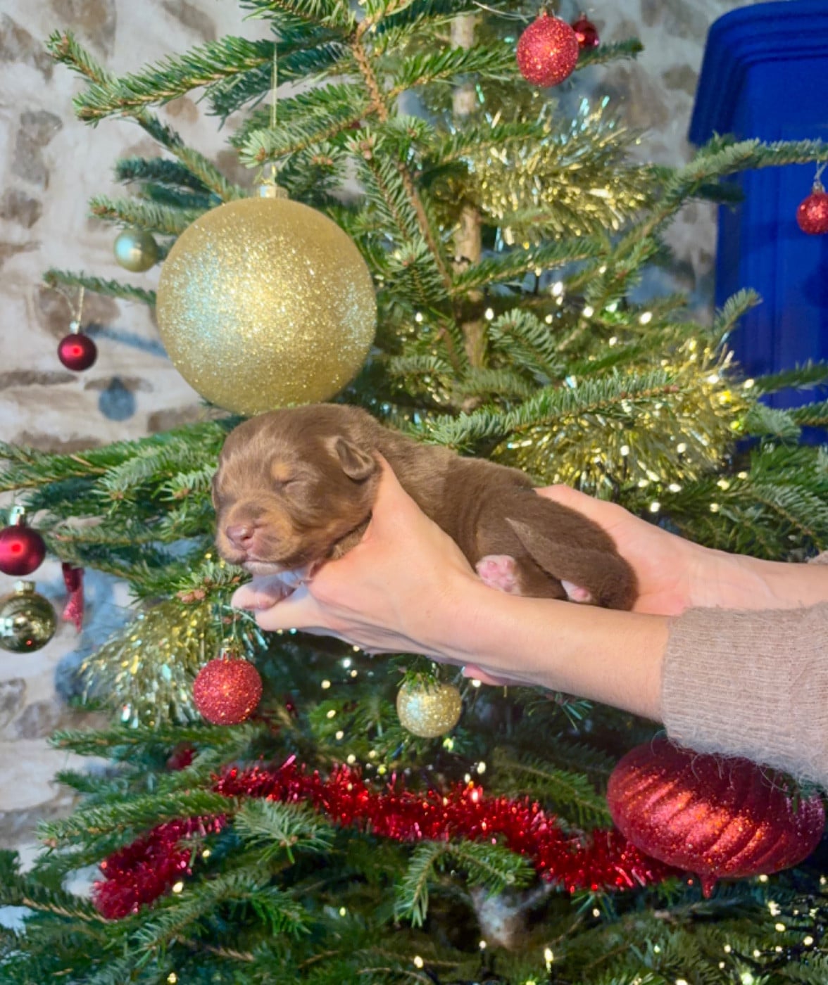 CHIOT 6 - Berger Australien