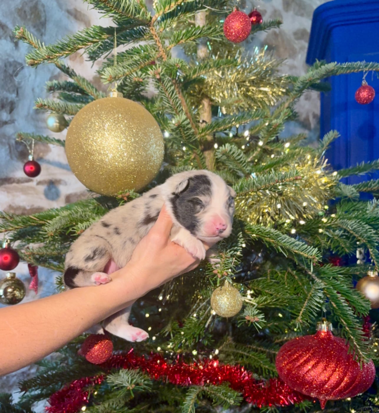 CHIOT 7 - Berger Australien