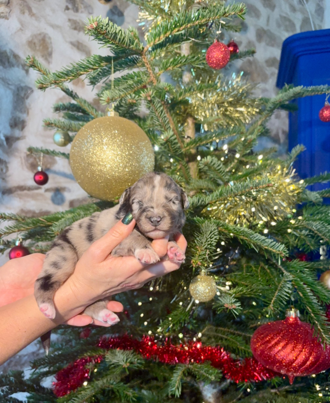 CHIOT 8 - Berger Australien