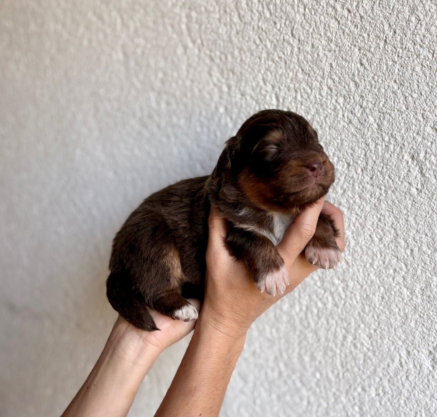 Rusty - Berger Australien