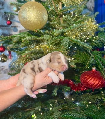 Les chiots de Berger Australien