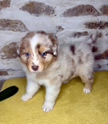 Les chiots de Berger Australien