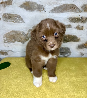 Les chiots de Berger Australien