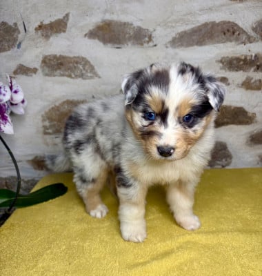 Les chiots de Berger Australien
