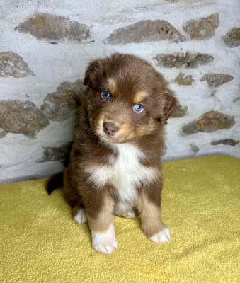 Les chiots de Berger Australien