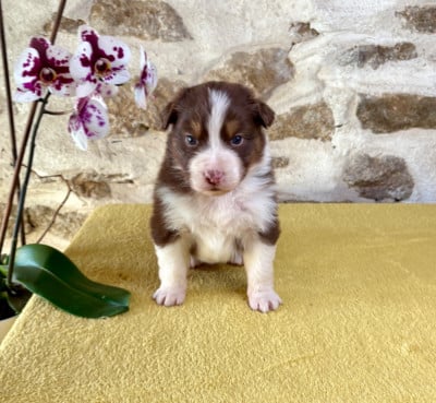Les chiots de Berger Australien