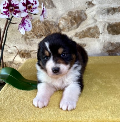 Les chiots de Berger Australien