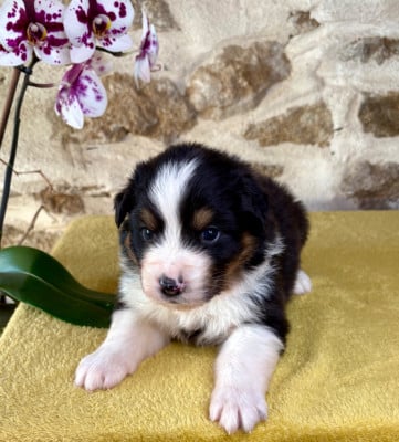 Les chiots de Berger Australien