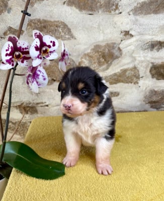 Les chiots de Berger Australien