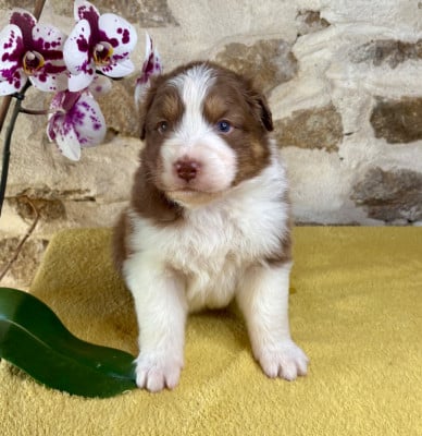 Les chiots de Berger Australien