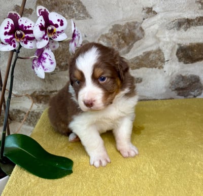 Les chiots de Berger Australien