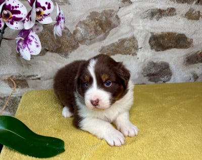 Les chiots de Berger Australien