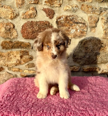 Les chiots de Berger Australien