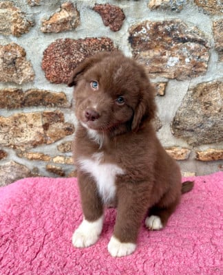 Les chiots de Berger Australien