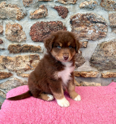 Les chiots de Berger Australien