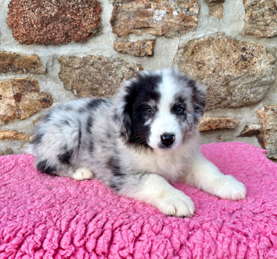 Les chiots de Berger Australien