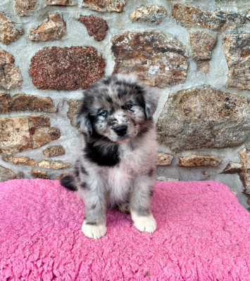 Les chiots de Berger Australien