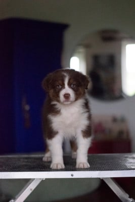 Les chiots de Berger Australien