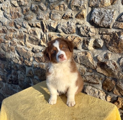 Les chiots de Berger Australien