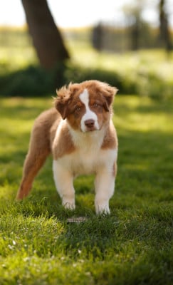 Les chiots de Berger Australien