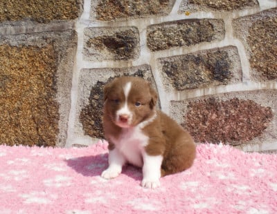 Les chiots de Berger Australien
