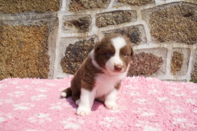 Les chiots de Berger Australien